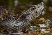 Common lancehead (Bothrops atrox) venomous snake crossing the road, Sinnamary, French Guiana