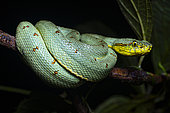 Green jararaca (Bothrops bilineatus) on a branch, French Guiana.