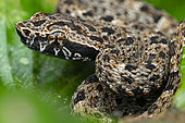 Common lancehead (Bothrops atrox) portrait, French Guiana.