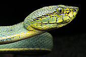 Grage jacquot (Bothrops bilineatus) portrait, French Guiana.