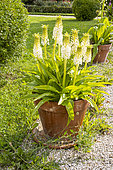 Pineapple Lily, Eucomis montana, in pot