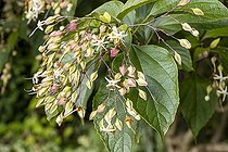 Harlequin Glorybower, Clerodendrum trichotomum, flowers