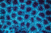 Fluorescent coral polyps, Mayotte