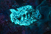 Fluorescent Sea anemones and Corals at night in the reef, Mayotte