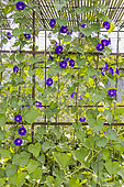 Tall Morning Glory 'Grand' Pa Ott'', Ipomoea purpurea 'Grand' Pa Ott'', flowers