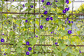 Tall Morning Glory 'Grand' Pa Ott'', Ipomoea purpurea 'Grand' Pa Ott'', flowers