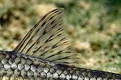 Dorsal fin of common gudgeon (Gobio gobio) at the bottom of the river Cher, commune of Selles-sur-Cher, Centre - Val de Loire, France