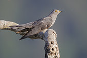 Common Cuckoo (Cuculus canorus), side view of an adult male perched on a branch, Campania, Italy