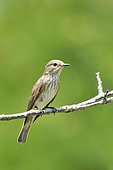 Spotted flycatcher (Muscicapa striata) on a branch, France