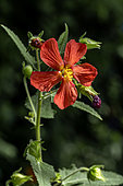 Red Mallow (Pavonia missionum)