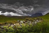 Low stone wall on the moor, Landscape of Scotland, Great Britain
