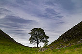 Sycamore Gap Tree, Hadrian's wall, Northumberland, England, United Kingdom