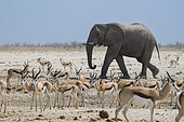 African Savanna Elephant (Loxodonta africana) with Springboks (Antidorcas marsupialis) at waterhole, Etosha National Park, Namibia