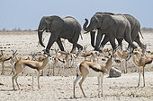 African Savanna Elephant (Loxodonta africana) with Springboks (Antidorcas marsupialis) at waterhole, Etosha National Park, Namibia