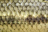 Common gudgeon (Gobio gobio), scales of common gudgeon at the bottom of the river Cher, commune of Selles-sur-Cher, Centre-Val de Loire, France