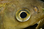 Common chub (Squalius cephalus), eye of a chub in the river Cher, commune of Selles sur Cher, Centre-Val de Loire, France