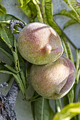 Peach 'Belle Impériale', Prunus persica 'Belle Impériale', fruit