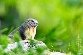Alpine Marmot (Marmota marmota) standing on the rock on the mountain, Alpes, Austria