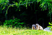 Two marmots (Marmota marmota) are standing in the grass on the mountain. Alps, Austria
