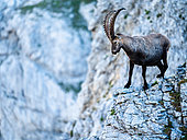 Alpine Ibex (Capra ibex) standing on the rock. Alps, Austria