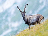 Alpine Ibex (Capra ibex) standing in the grass on the mountain. Alps, Austria