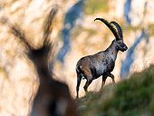 Two Alpine ibex (Capra ibex) are walking on the mountain. Alps, Austria