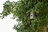 Bat nesting box installed in the Lacroix Laval park by the nature conservation association France Nature Environnement FNE, Marcy l'étoile, France.