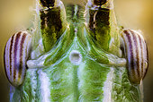 Locust Eyes. Focus stacking of 140 images.