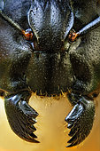 Mandibles of a Carpenter Ant (Camponotus sp.)