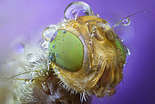 Head of fruit fly (Tephritidae sp.)