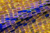 Close-up of Lesser purple emperor (Apatura ilia) wing scales