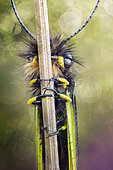 Owlfly on a stem