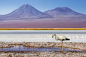 Flamant (Phoenicopterus sp.) dans la Laguna Tebinquinche, San Pedro de Atacama, Antofagasta, Chile