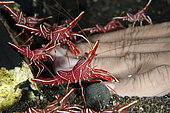 Dancing Shrimps (Rhynchocinetes durbanensis), cleaning hand, Ghost Bay dive site, Amed, Karangasem, Bali, Indonesia