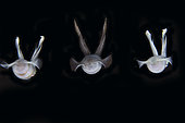 Trio of Bigfin Reef Squid (Sepioteuthis lessoniana), night dive, Seraya House Reef dive site, Seraya, Karangasem, Bali, Indonesia