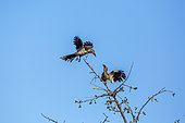 Two Southern Red billed Hornbill (Tockus rufirostris) on a fight isolated in blue sky in Kruger National park, South Africa
