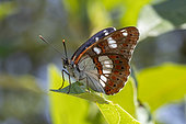 Southern white admiral (Limenitis reducta) on a leaf, Bouches-du-Rhône, France