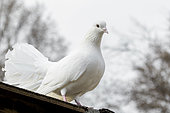 White Fantail dove on the roof of the dovecote