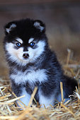 Pomsky puppy sitting in straw