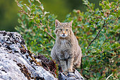 Wild Cat (Felis silvestris), On rock, Boca del Huergano, Province of Leon, Castilla y Leon, Spain