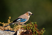 Eurasian Jay (Garrulus glandarius) on rock, Boca del Huergano, Province of Leon, Castilla y Leon, Spain