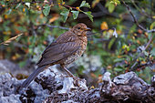 Young Blackbird, on a rock in the mountains, Boca del Huergano, Province of Leon, Castilla y Leon, Spain