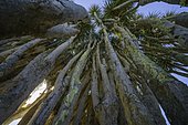 Canary canary islands dragon tree (Dracaena draco), Dragos Salvatierra, Santo Domingo, La Palma, Spain, Europe