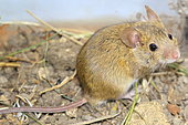 Western Mediterranean Mouse (Mus spretus), Drome, France