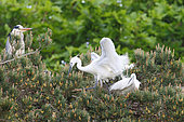 Colony of Little Egrets (Egretta garzetta) and Grey Heron (Ardea cinerea) nesting in a pine tree, South Finistère, France