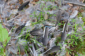 Plucked of an Eurasian Jay (Garrulus glandarius) predated by a bird of prey, Finistère, France