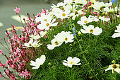 Cosmos and Gaura in bloom in a window box