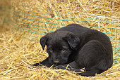 Young Beauceron-Briard cross puppy falling asleep in straw, Auvergne, France
