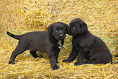 Young Beauceron-Briard cross puppies tired after playing in straw, Auvergne, France