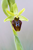 Close-up of a flower of Early Spider-orchid (Ophrys aranifera), Auvergne, France